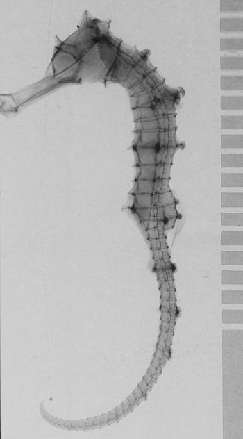 Media type: image;   Ichthyology 168387 Aspect: xray